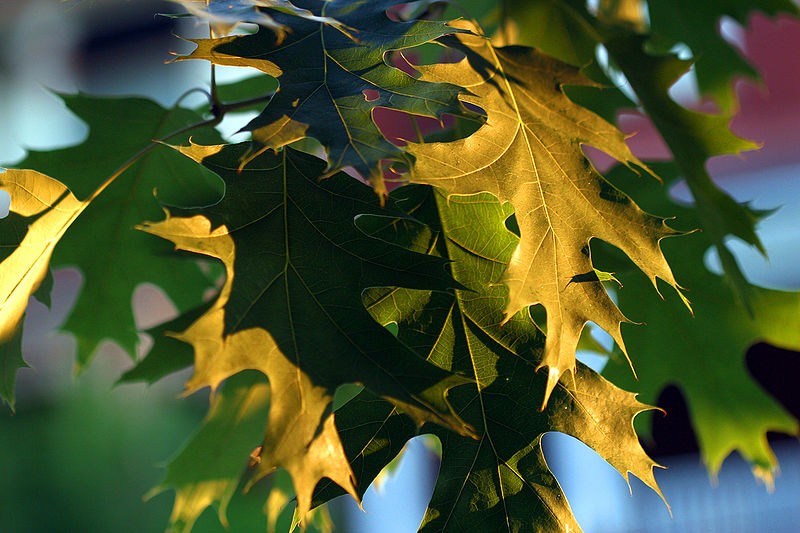 800px-Oak_leaves.jpg
