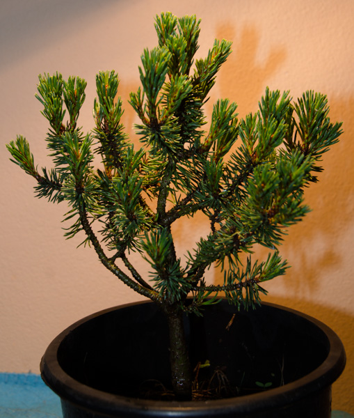 Pinus-1.jpg