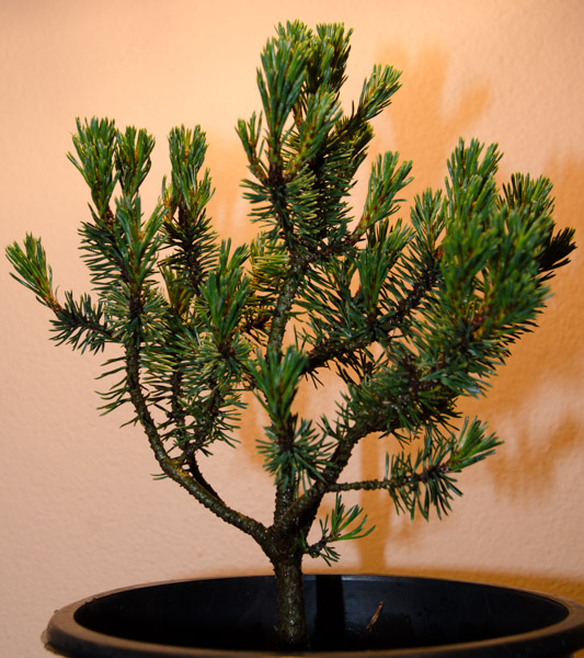 Pinus-3.jpg