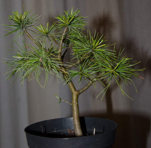 Pinus2-1.jpg