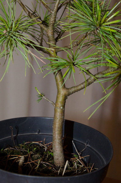 Pinus2-2.jpg