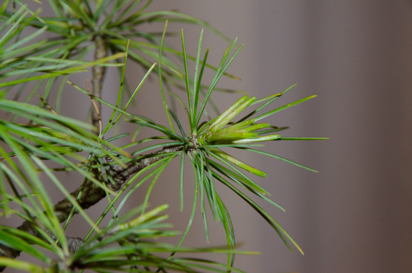 Pinus2-3.jpg