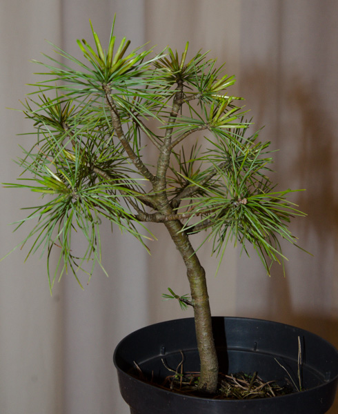Pinus2-4.jpg