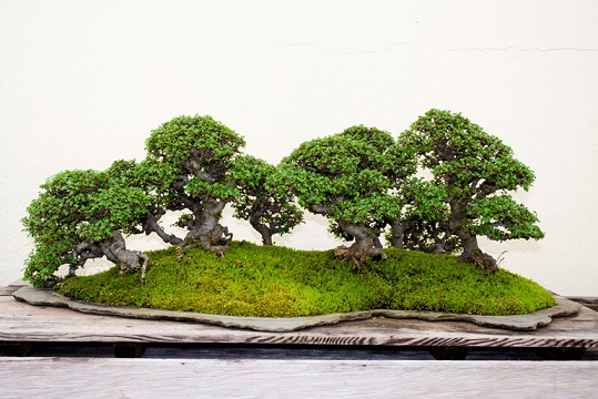 bonsai-chineseelmforest01.jpg