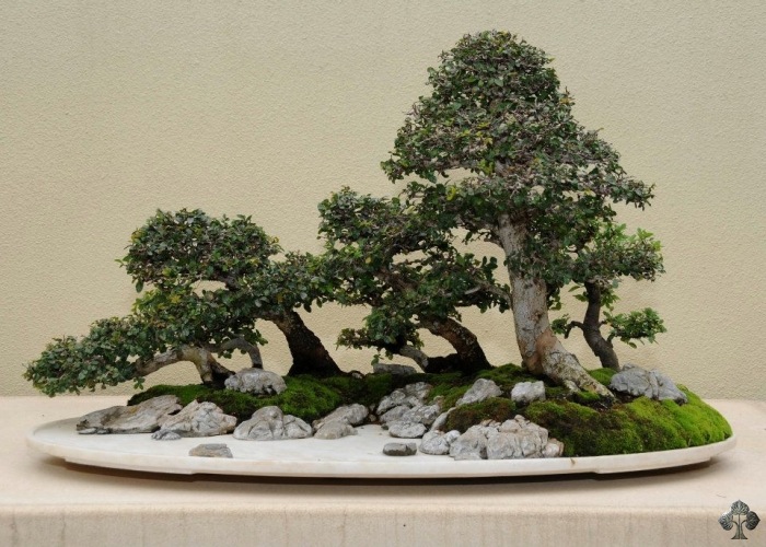 pacific_rim_bonsai_collection_2011_20111228_1175163049.jpg