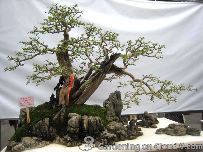 penjing-bonsai-exhibition-02.jpg