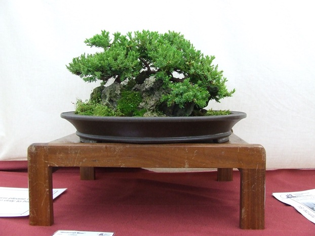 saikei_green_lawns_bonsai_saikei_5.jpg