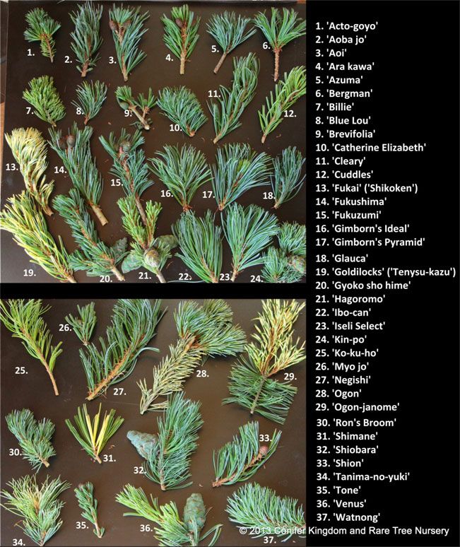 JWP cultivars.jpg