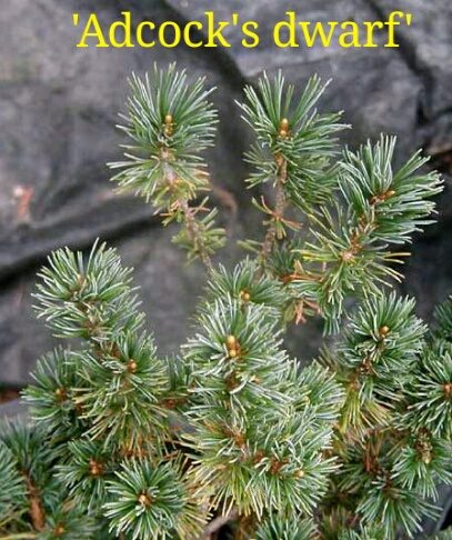 Pinus parviflora_Adcocks_dwarf.jpg