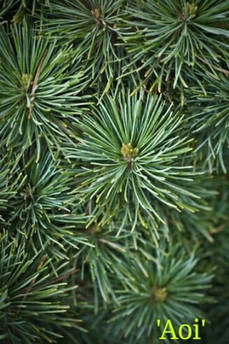 Pinus parviflora_Aoi.jpg