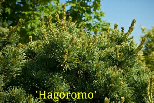 Pinus parviflora_Hagoromo.jpg