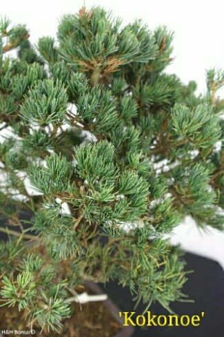 Pinus parviflora_Kokonoe.jpg