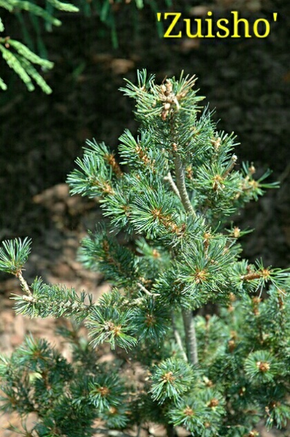 Pinus parviflora_Zuisho.jpg