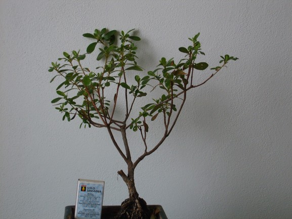 Rhododendron simsii 2-10 (2).JPG