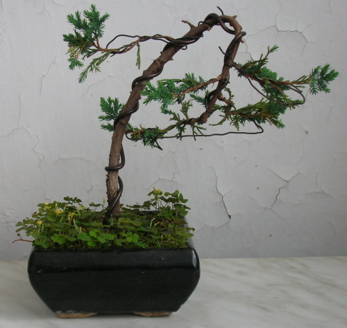 Juniperus formosana.JPG
